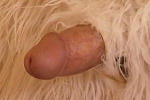 Vxxxxcwwww Porn